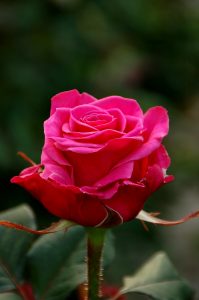 Mørk rosa rose