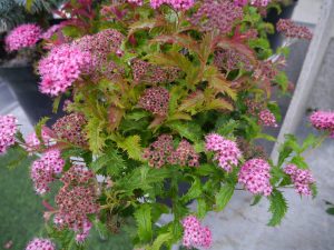Spirea japonica Crispa, Rosespirea er en vakker plante for bed og krukker