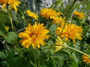 Rusoløye, Heliopsis