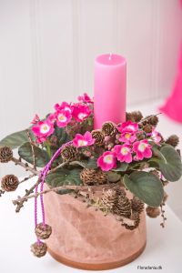 Rosa Saintpaulia til jul