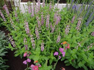 Salvia nemorosa