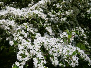 Sargenteple, Malus toringo var sargentii