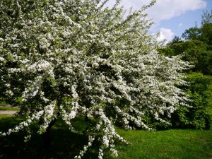 Sargenteple, Malus toringo var sargentii