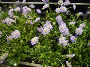 Scabiosa columbaria, bakkeknapp