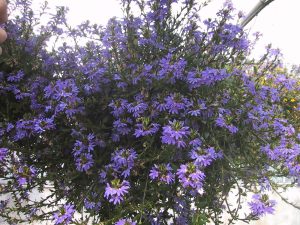 Scaevola, femtunge, i ampel