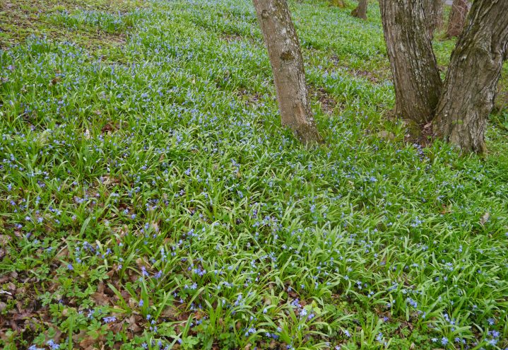 Scilla er de vakre blå blomstene i plen og blomsterbed