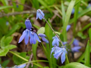 Scilla sibirica