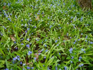 Scilla under pæretreet
