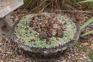 Flotte krukker med takløk, Flotte krukker med Sempervivum