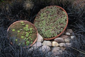 Sempervivum, takløk