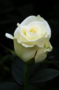 rose, snittrose, hvit rose