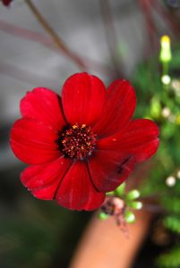 Sjokoladecosmos