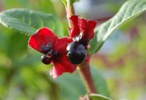 Skjermleddved, Lonicera involucrata