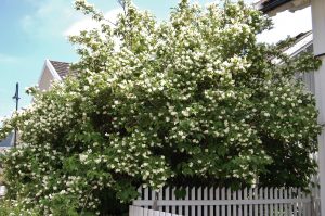 Frittvoksende busk av Skjærsmin, Philadelphus