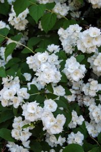 Skjærsmin Philadelphus
