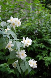 Skjærsmin, Philadelphus