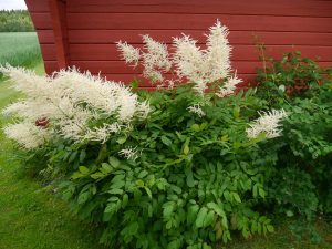 Skogskjegg, Aruncus Dioicus