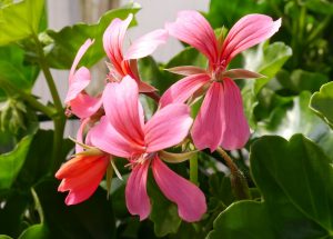 Pelargonia
