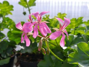 Slyngpelargonium