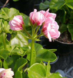 Pelargonia