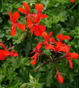 Slyngpelargonium