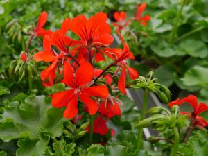 Slyngpelargonium