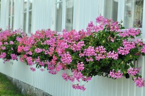 Slyngpelargonium, Pelargonium peltatum i lysrosa