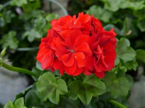Pelargonium