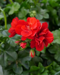 Pelargonium