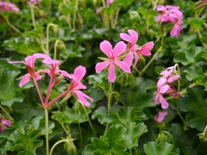 Slyngpelargonium