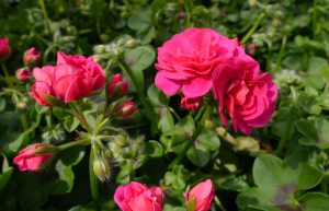 Pelargonia