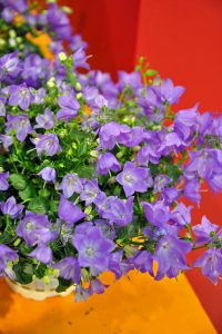 Småklokke, Campanula cochleriifolia