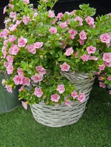 Småpetunia