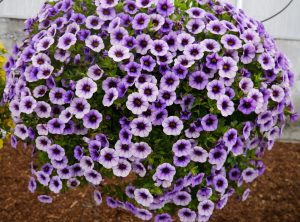 Småpetunia