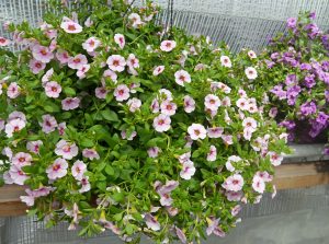 Småpetunia, Calibrachoa lysrosa ampel
