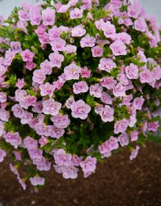 Småpetunia