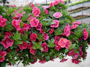 Petunia i ampel