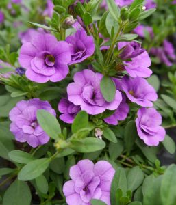 Petunia i lilla