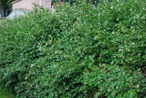 Hekk av snøbærbusk, Symphoricarpos albus