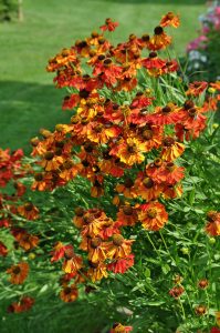 Solbrud, Helenium