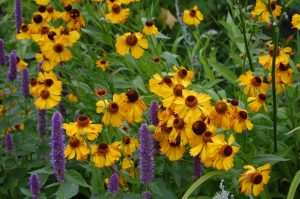 Solbrud, Helenium