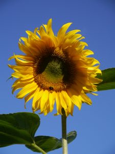 Solsikke