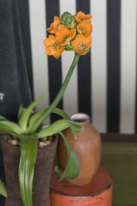 Solstjerne, som også kalles Ornithogalum