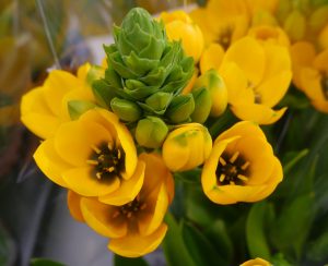 Gul Solstjerne, som også kalles Ornithogalum