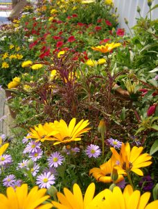 Sommerblomstblanding