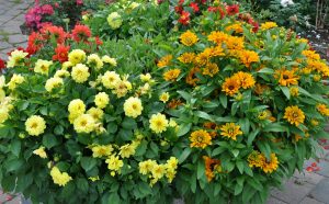Gule sommerblomster, gule blomsterkrukker
