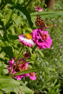 Sommerfugl på Zinnia