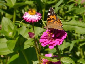 Sommerfugl på Zinnia