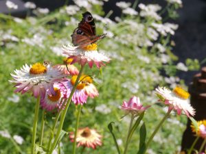 Sommerfugl på papirblomst