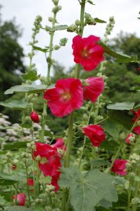 Sommerstokkrose